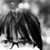 :iconmrsrice92: