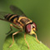 :iconmrvile7734: