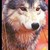 :iconmrwolf245:
