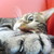 :iconms-creatures: