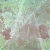 :iconms-lolitas: