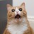 :iconmsbandicoot1000: