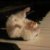:iconmscatland: