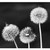 :iconmsdandelion:
