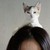 :iconmsinglink: