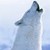 :iconmslittlepets: