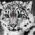 :iconmsmusicalcat: