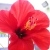 :iconmsnana03:
