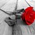 :iconmsscarlettaylor: