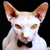 :iconmsshock: