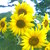 :iconmssunflowers: