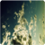 :iconmstout: