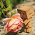 :iconmswalnut: