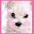 :iconmtcougar561: