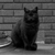 :iconmtimage: