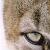 :iconMtMtnLion: