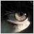:iconmudblood-princess: