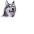 :iconmudbud5: