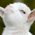 :iconmudkipy: