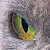 :iconmudnose: