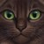 :iconmudstepriverclan: