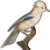 :iconmuex700: