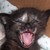 :iconmuffin-dust: