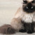 :iconmuffindafluff: