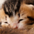 :iconmuffinese: