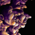 :iconmuglak: