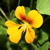 :iconmulticolouredshadow: