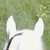 :iconmumblybee: