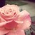 :iconmunber1asianpitcher: