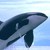 :iconmuninraven: