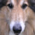 :iconmunkylee: