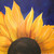 :iconmunse13: