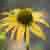 :iconmuppetdance: