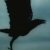 :iconMurky-Wings: