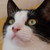 :iconmurkytis:
