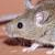 :iconmus-musculus: