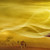 :iconmusejava: