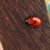 :iconmushroom-avnue: