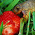 :iconmushroompower345: