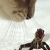 :iconmushumellon: