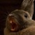 :iconmushycookie:
