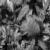 :iconmusic-box-love: