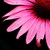 :iconmusic-lover-37: