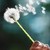 :iconmusical-fidelity: