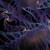 :iconmusicalfire3290: