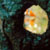 :iconmusicofcacophony: